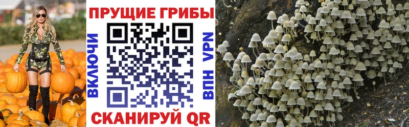 Галлюциногенные грибы Psilocybine cubensis  hydra рабочий сайт  Каспийск 
